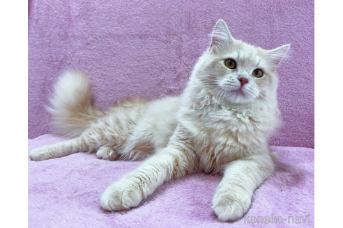 成約済の神奈川県のサイベリアン-57669の2枚目