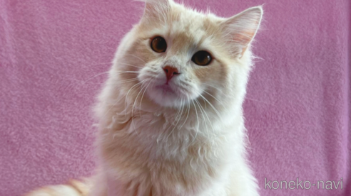 成約済の神奈川県のサイベリアン-57669の1枚目