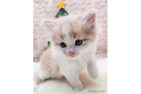 成約済の埼玉県のサイベリアン-68163の4枚目