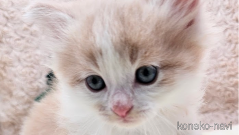 成約済の埼玉県のサイベリアン-68163の3枚目