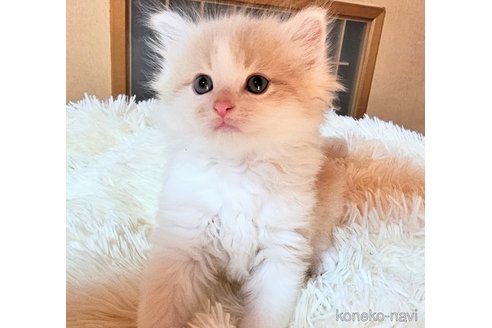 成約済の埼玉県のサイベリアン-68163の2枚目