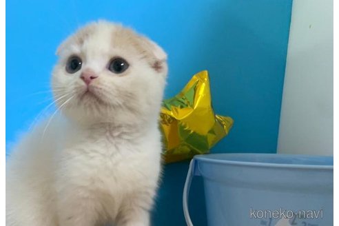 成約済の大阪府のスコティッシュフォールド(折れ耳)-69598の3枚目