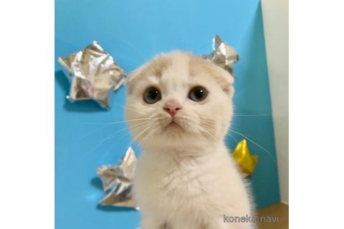 成約済の大阪府のスコティッシュフォールド(折れ耳)-69598