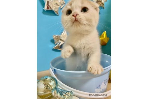 成約済の大阪府のスコティッシュフォールド(折れ耳)-69598の2枚目