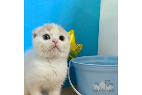 成約済の大阪府のスコティッシュフォールド(折れ耳)-69598の5枚目