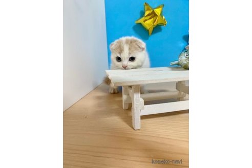 成約済の大阪府のスコティッシュフォールド(折れ耳)-69598の4枚目