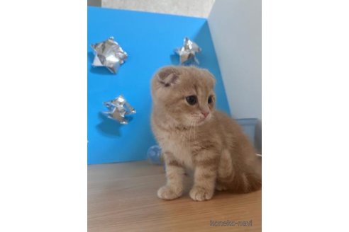 成約済の大阪府のスコティッシュフォールド(折れ耳)-69599の5枚目