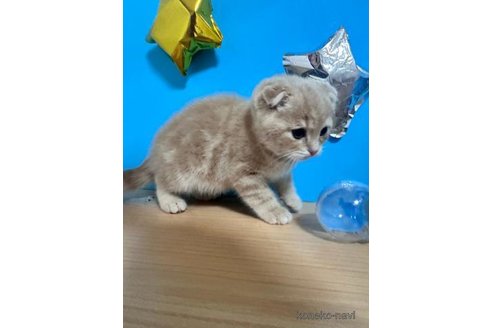 成約済の大阪府のスコティッシュフォールド(折れ耳)-69599の3枚目