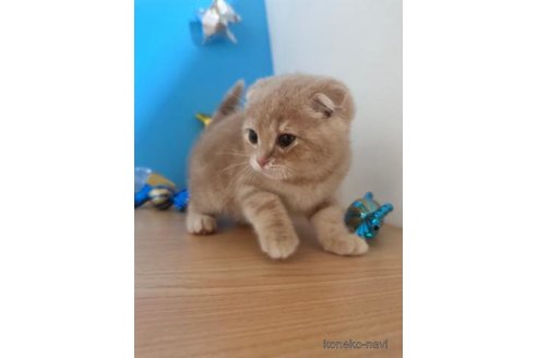 成約済の大阪府のスコティッシュフォールド(折れ耳)-69599の2枚目