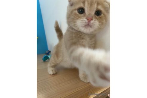 成約済の大阪府のスコティッシュフォールド(折れ耳)-69599の4枚目