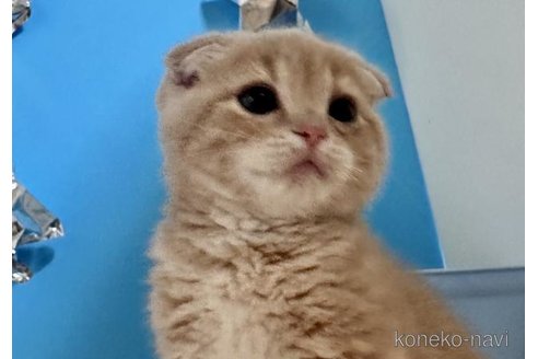 成約済の大阪府のスコティッシュフォールド(折れ耳)-69599