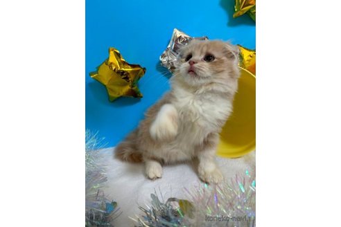 成約済の大阪府のスコティッシュフォールド(折れ耳)-69600