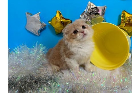 成約済の大阪府のスコティッシュフォールド(折れ耳)-69600の4枚目