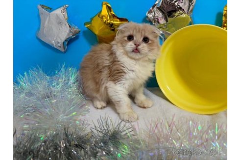 成約済の大阪府のスコティッシュフォールド(折れ耳)-69600の2枚目