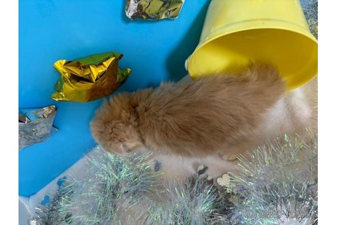 成約済の大阪府のスコティッシュフォールド(折れ耳)-69600の3枚目