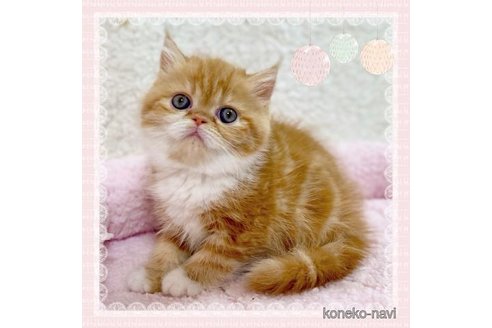 販売中の大阪府のエキゾチックショートヘア-69601
