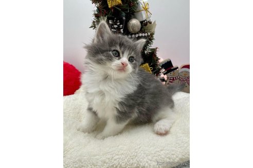 成約済の埼玉県のサイベリアン-68095の5枚目