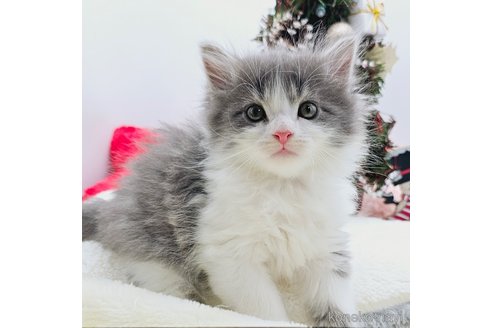 成約済の埼玉県のサイベリアン-68096の6枚目