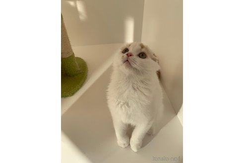 成約済の大阪府のスコティッシュフォールド(折れ耳)-62562の2枚目