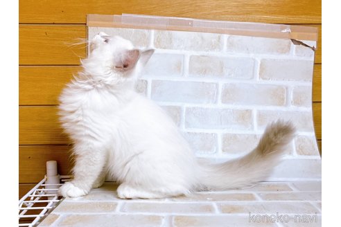 成約済の東京都のラグドール-67949の6枚目