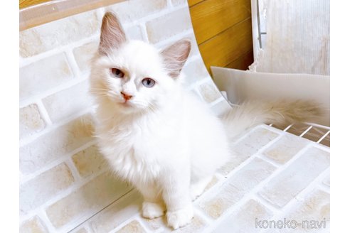 成約済の東京都のラグドール-67949の9枚目