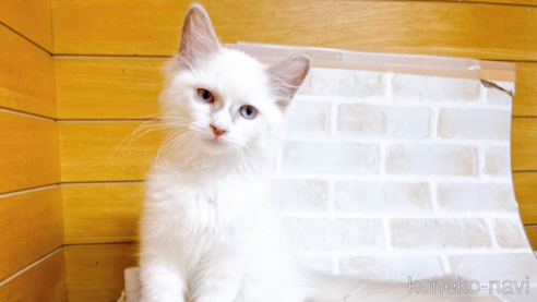 成約済の東京都のラグドール-67949の5枚目