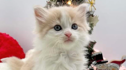 成約済の埼玉県のサイベリアン-68163の1枚目