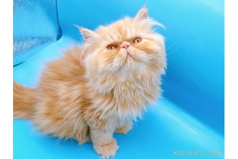 成約済の東京都のエキゾチックロングヘア-66195の3枚目