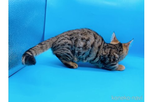 成約済の東京都のジェネッタ-66198の3枚目