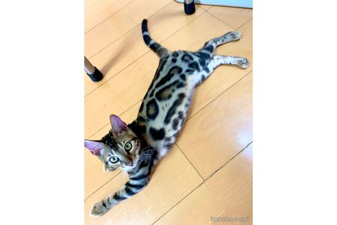 成約済の東京都のベンガル-58402の4枚目