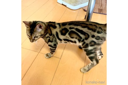 成約済の東京都のベンガル-58402の3枚目