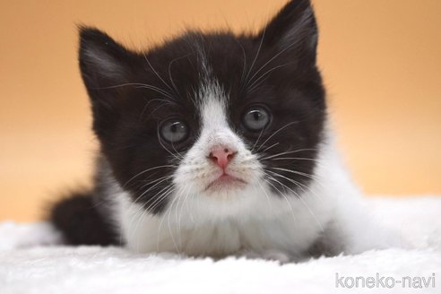 販売中の栃木県のブリティッシュショートヘア-69702