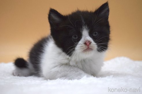 成約済の栃木県のブリティッシュショートヘア-69702の4枚目