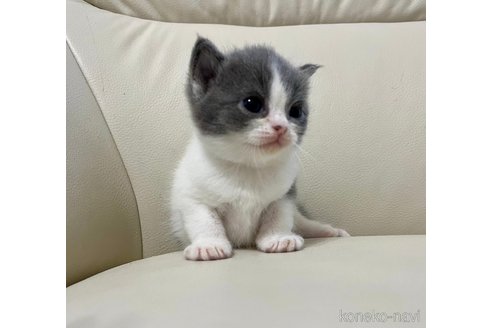 成約済の鹿児島県のマンチカン-69716の2枚目