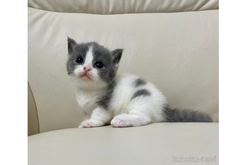 成約済の鹿児島県のマンチカン-69716の4枚目