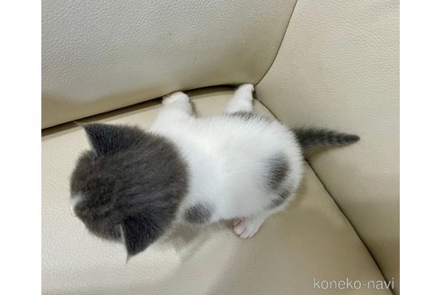 成約済の鹿児島県のマンチカン-69716の5枚目