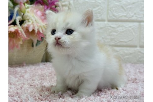 成約済の東京都のラガマフィン-69733の3枚目