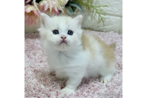 成約済の東京都のラガマフィン-69733の4枚目