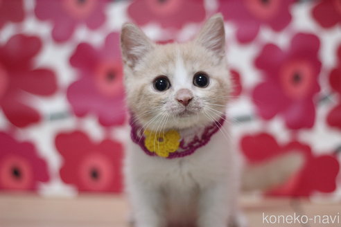 成約済の東京都のスコティッシュフォールド-68767の2枚目