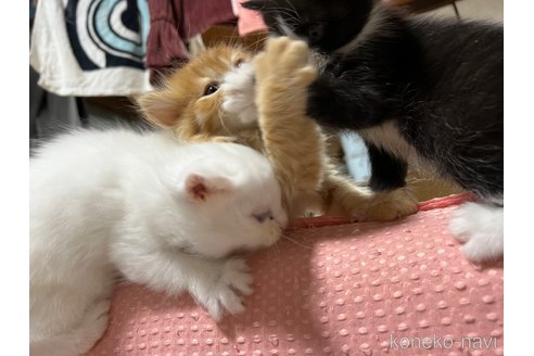 成約済の埼玉県のミックス-68455の10枚目