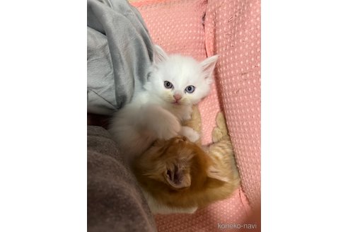 OFT (OFT) (猫砂4袋プレゼント中) [大型 猫トイレ TALL WALL BOX