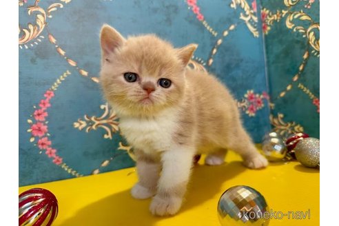 販売中の佐賀県のエキゾチックショートヘア-69848