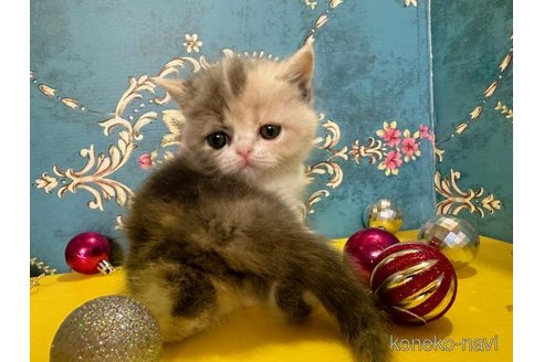 販売中の佐賀県のエキゾチックショートヘア-69861