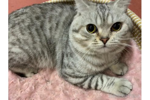 販売中の奈良県のスコティッシュストレート-69870