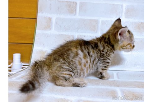 成約済の東京都のジェネッタ-69937の4枚目