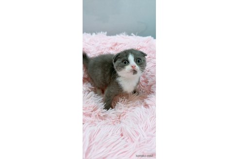 販売中の岡山県のスコティッシュフォールド(折れ耳)-69959