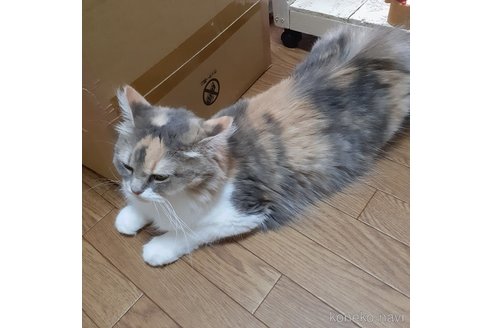 ボアちゃんちゃん1枚目
