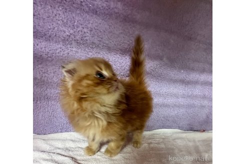 成約済の大阪府のスコティッシュフォールド(折れ耳)-68383の3枚目