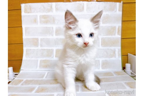 成約済の東京都のラグドール-70124の2枚目