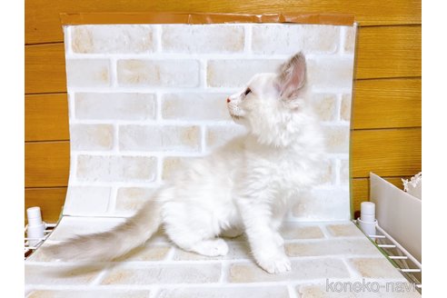 成約済の東京都のラグドール-70124の3枚目